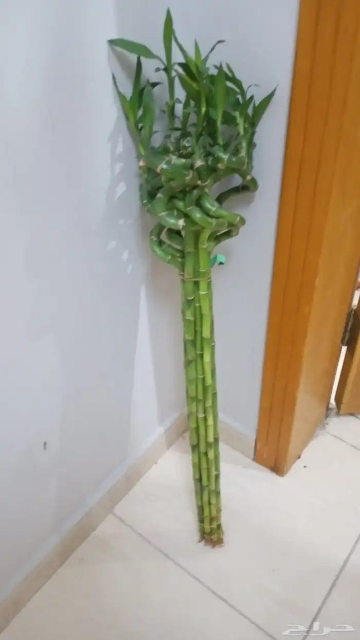 يتوفر لدينا جميع مقاسات ساق البامبوا 2