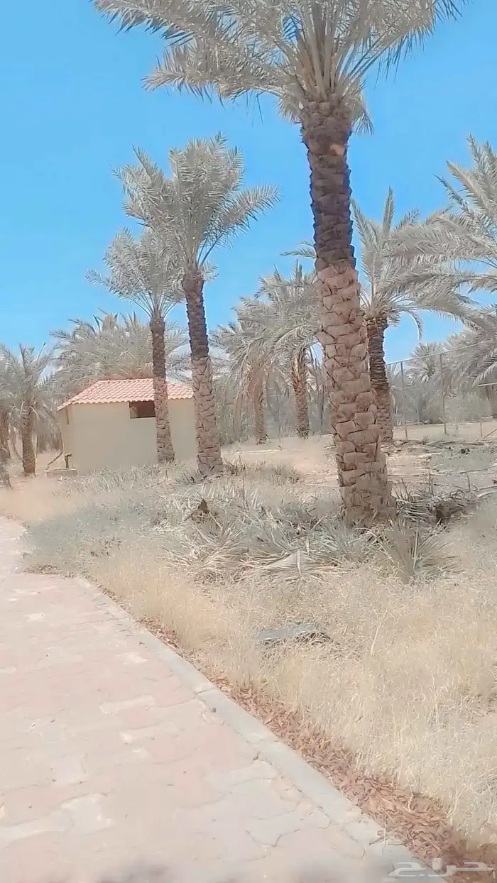 نعم الجميع اشغال النخيل تكريم نخل عربي تكريم مبلغ الفلاني 7