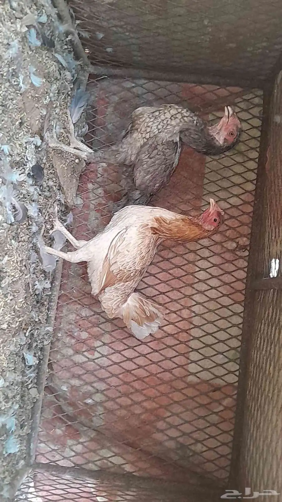 للبيع دجاج باكستاني 0