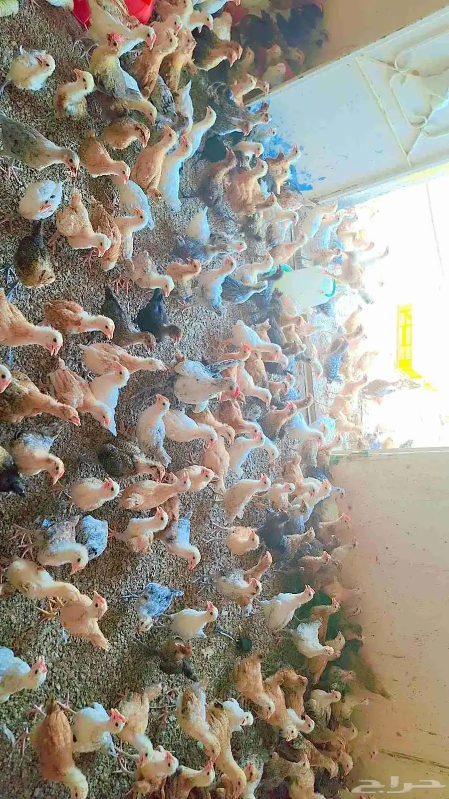 صوص بلدي 4