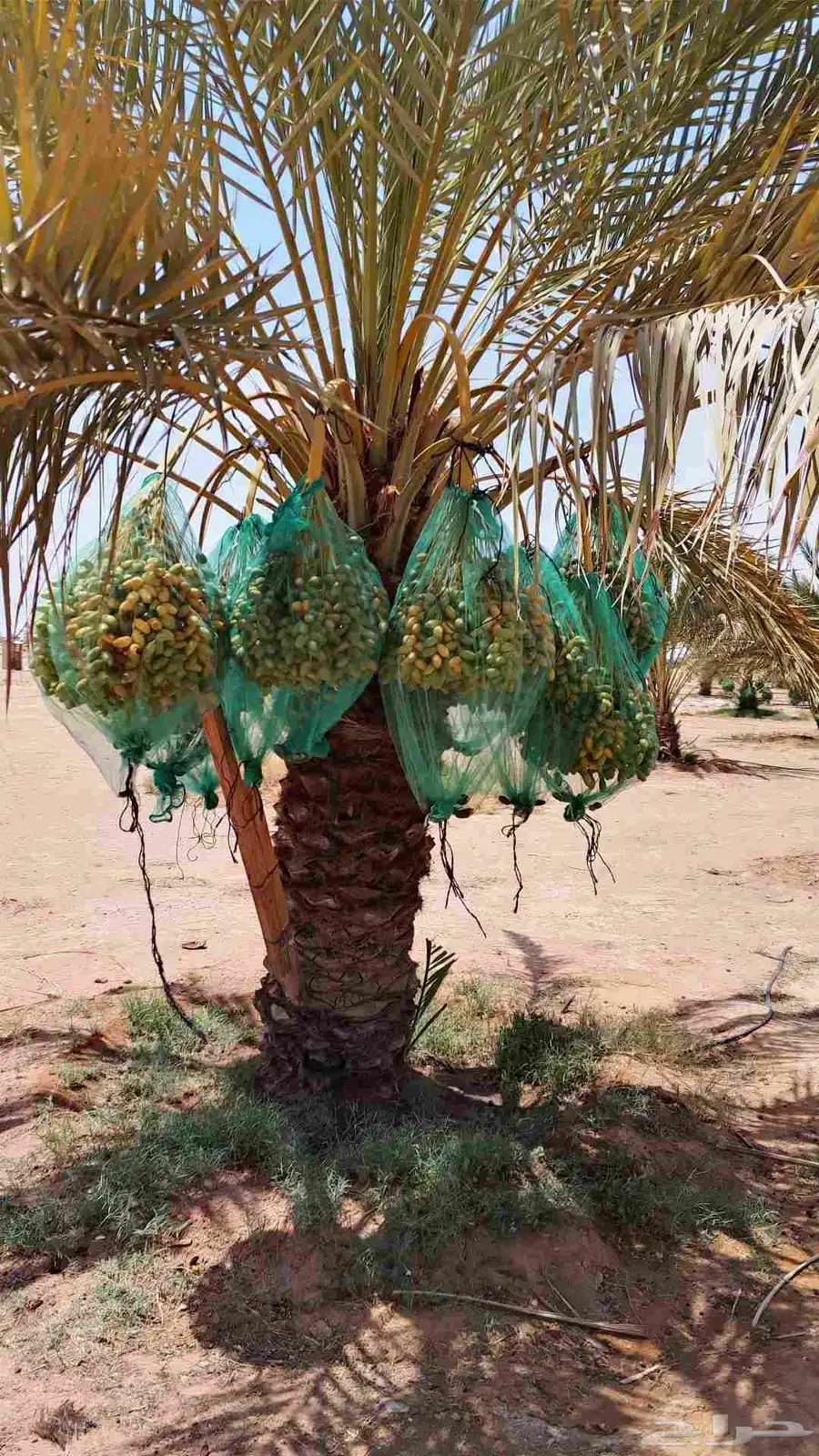 ثمر نخيل مزرعة للبيع بالكامل 1