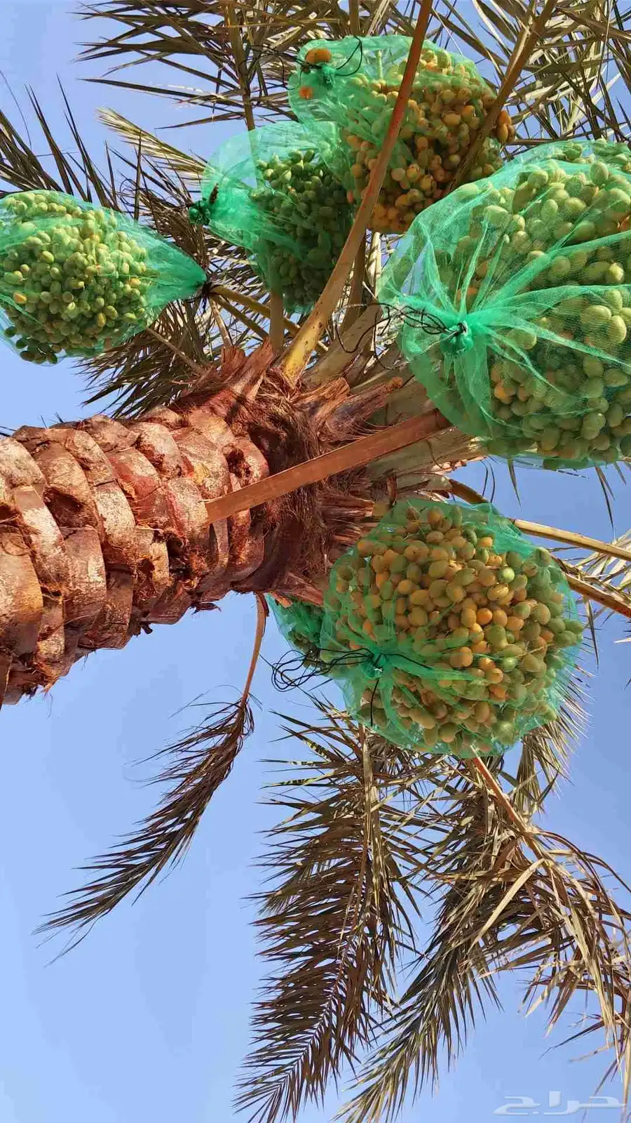 ثمر نخيل مزرعة للبيع بالكامل 5
