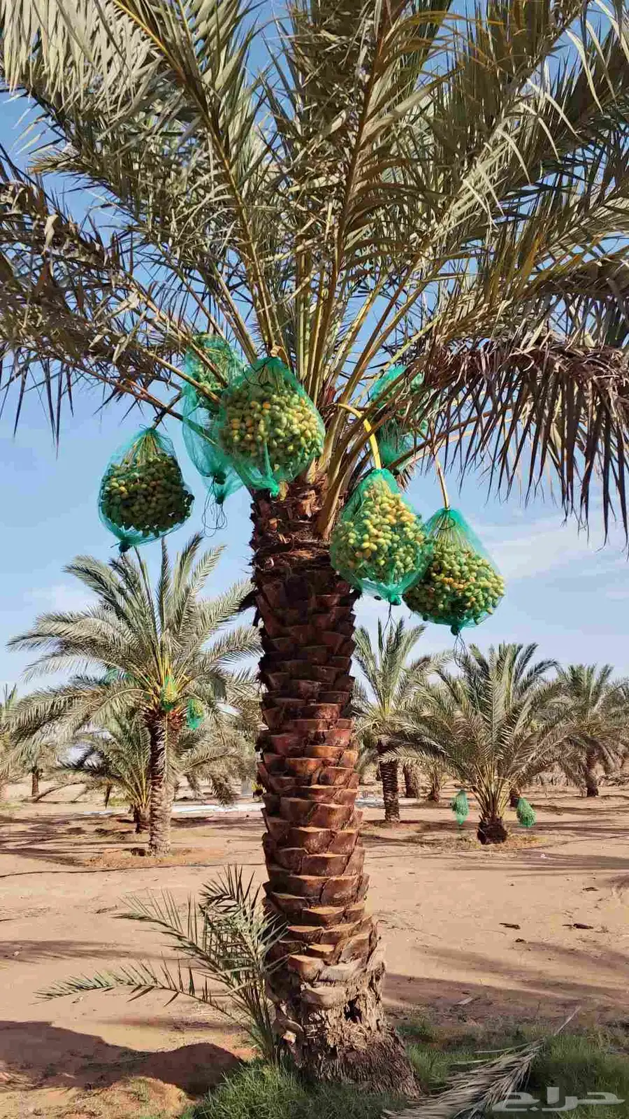 ثمر نخيل مزرعة للبيع بالكامل 6