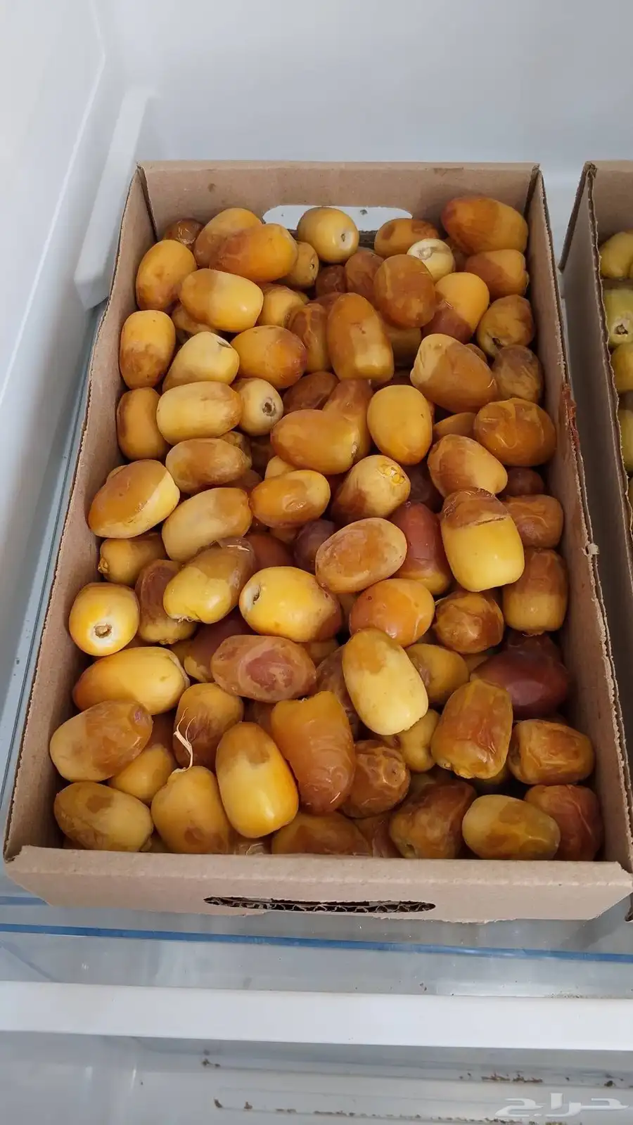 ثمر نخيل مزرعة للبيع بالكامل 0