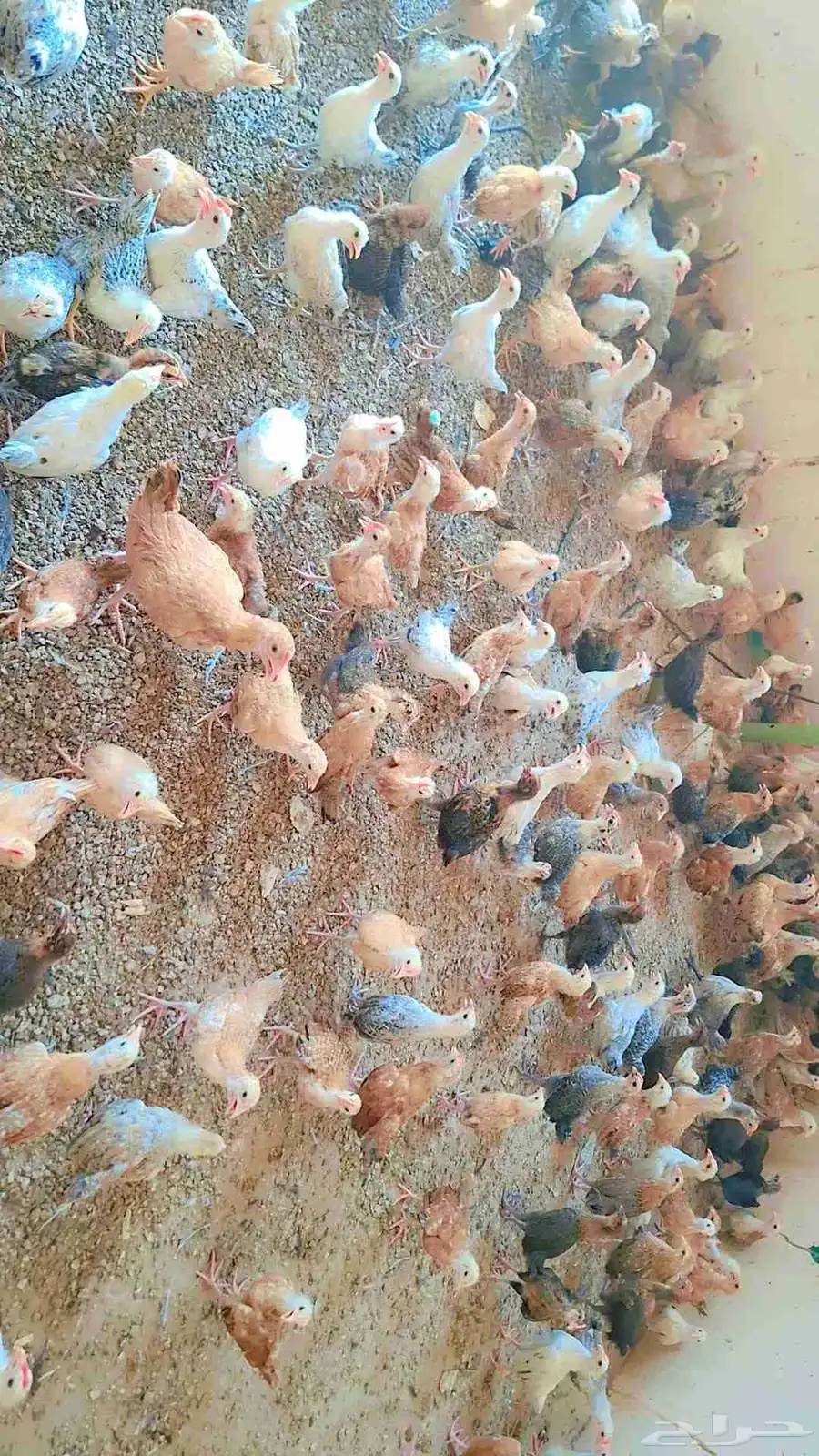 صوص بلدي 3
