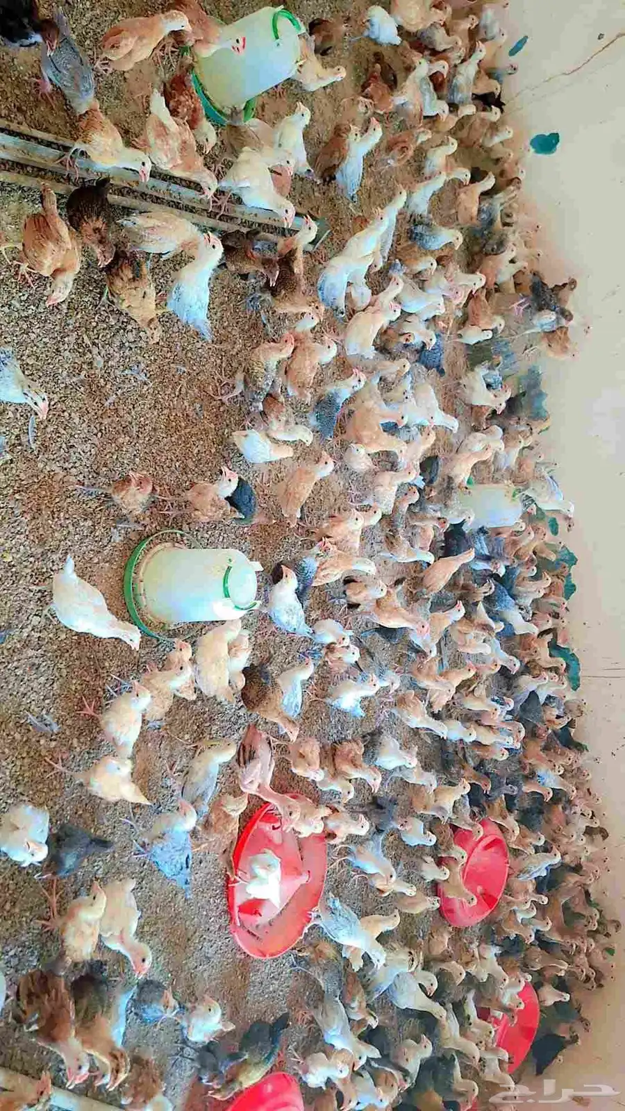 صوص بلدي 2