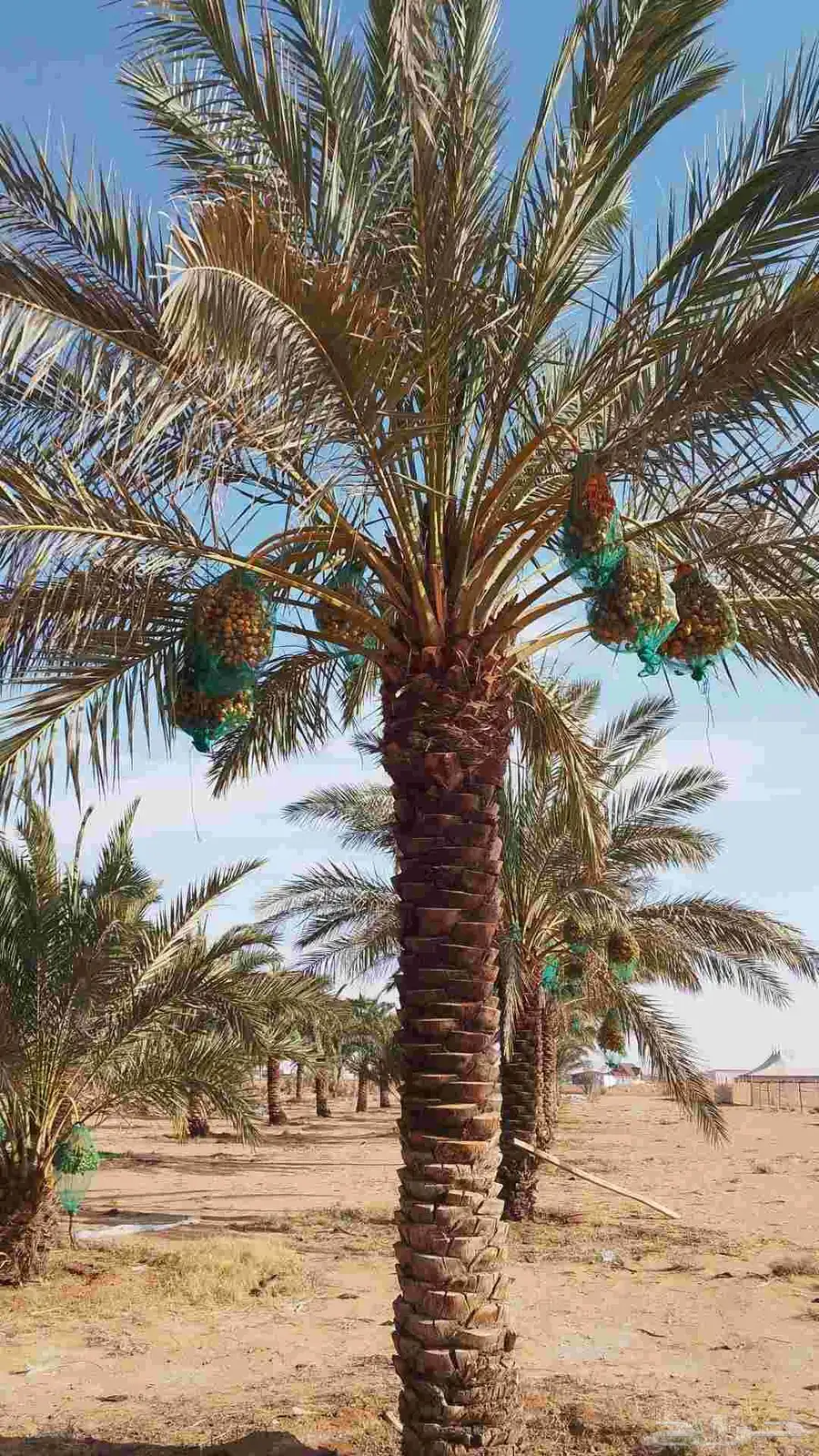 ثمر نخيل مزرعة للبيع بالكامل 8