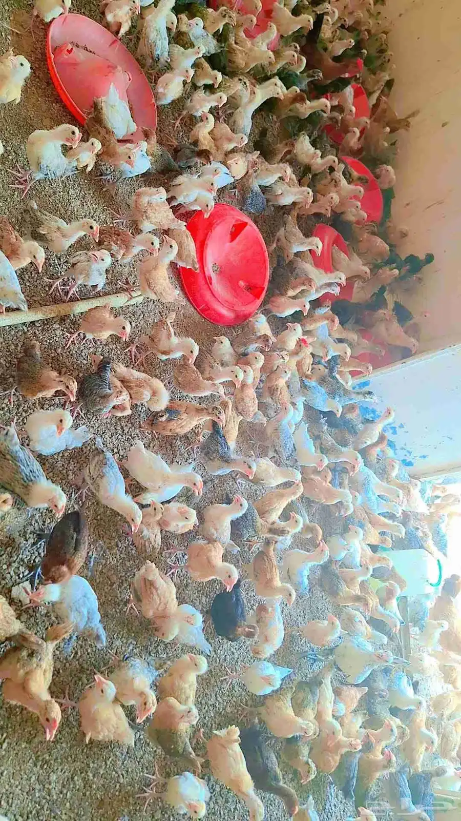 صوص بلدي 5