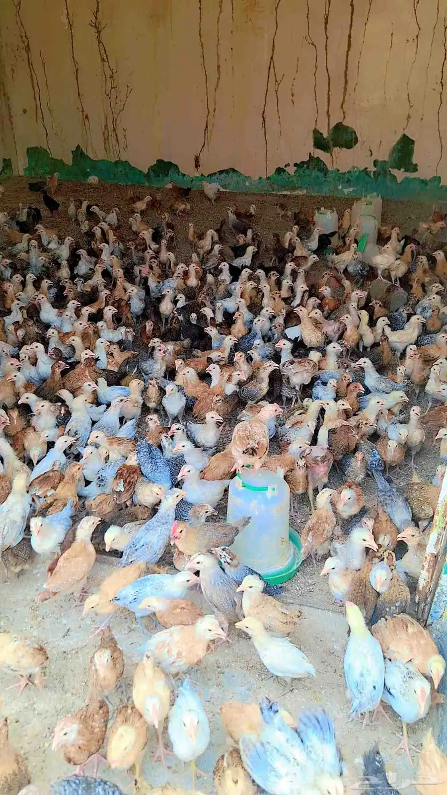 صوص بلدي 0