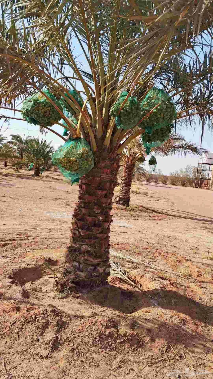 ثمر نخيل مزرعة للبيع بالكامل 3