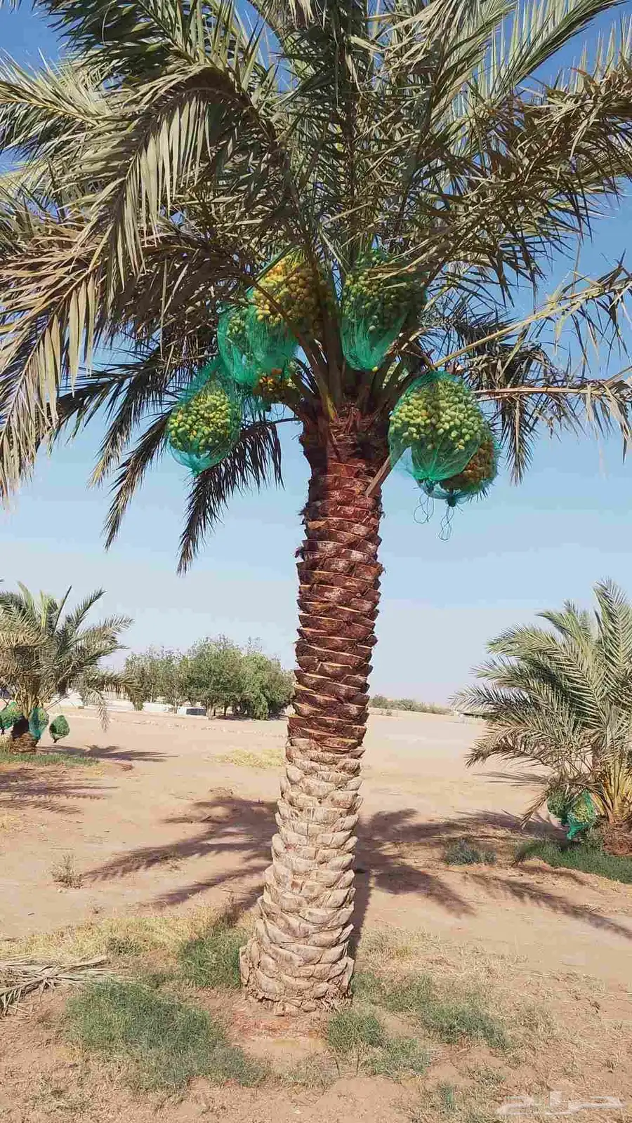 ثمر نخيل مزرعة للبيع بالكامل 7