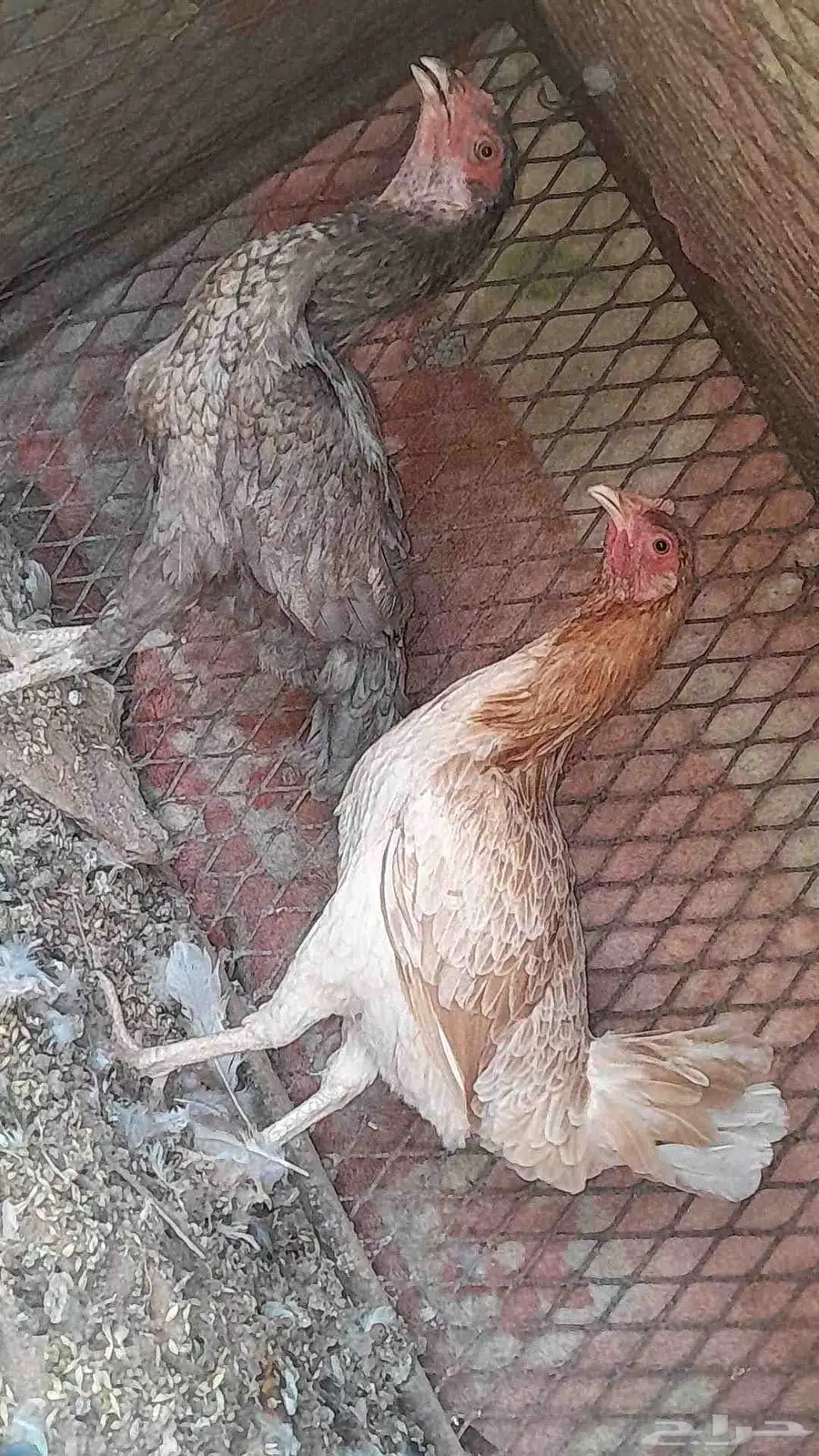 للبيع دجاج باكستاني 1
