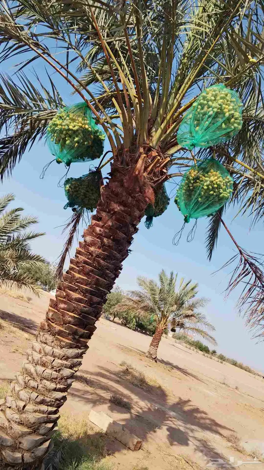ثمر نخيل مزرعة للبيع بالكامل 4