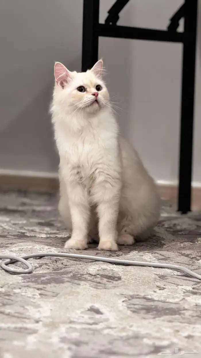قطط مفقوديينن 3