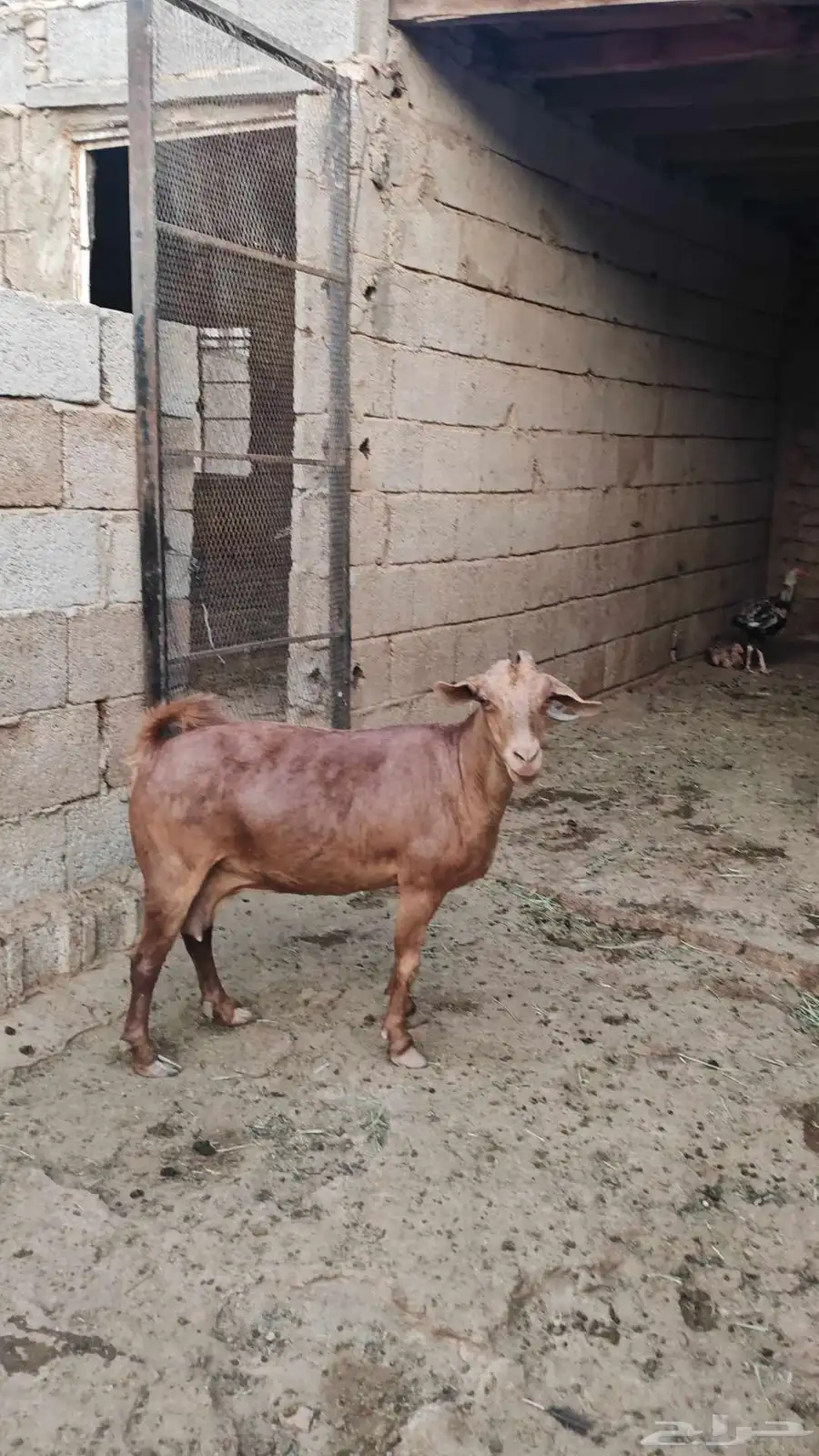 عنز دهماء 0