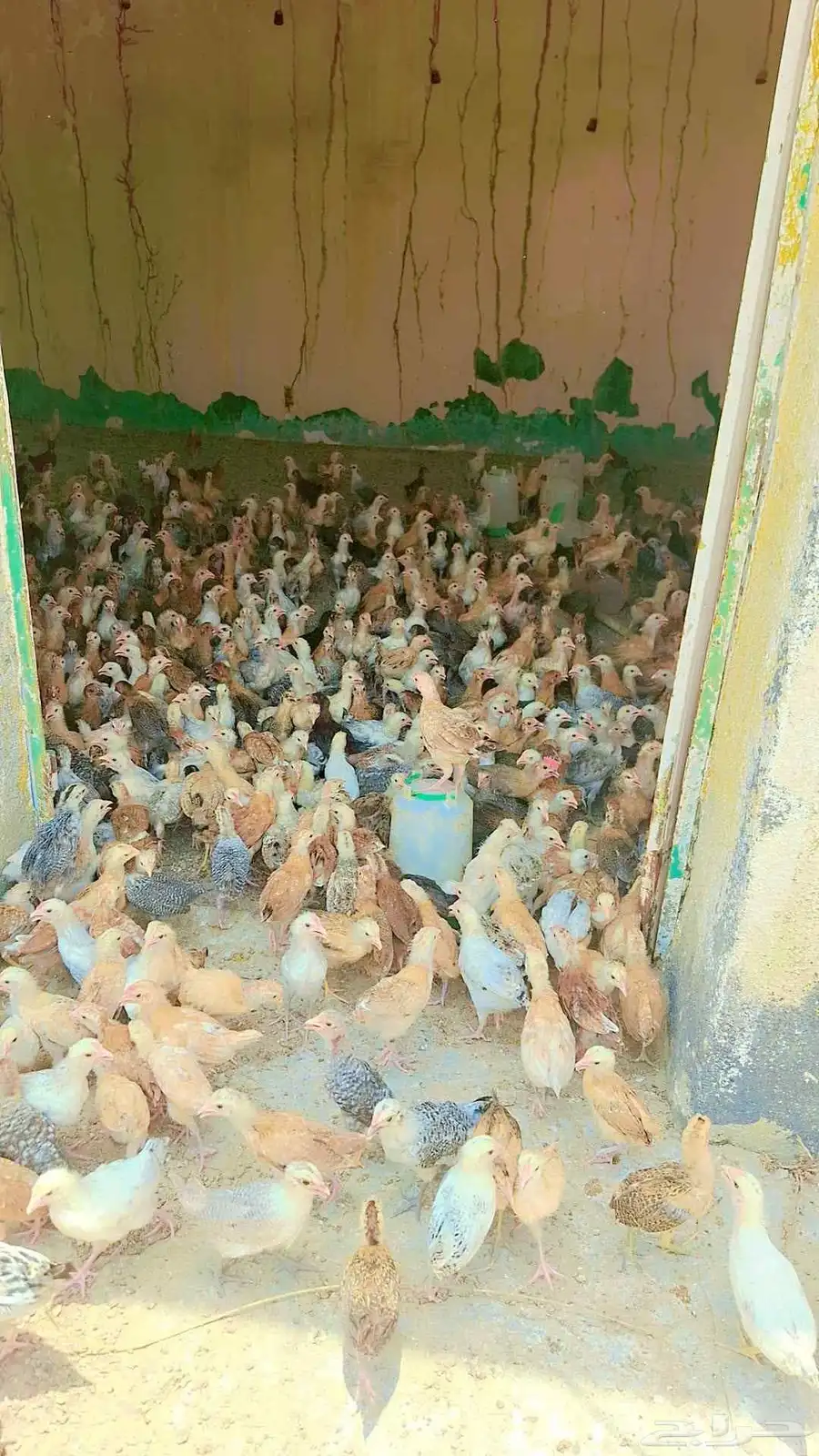 صوص بلدي 1