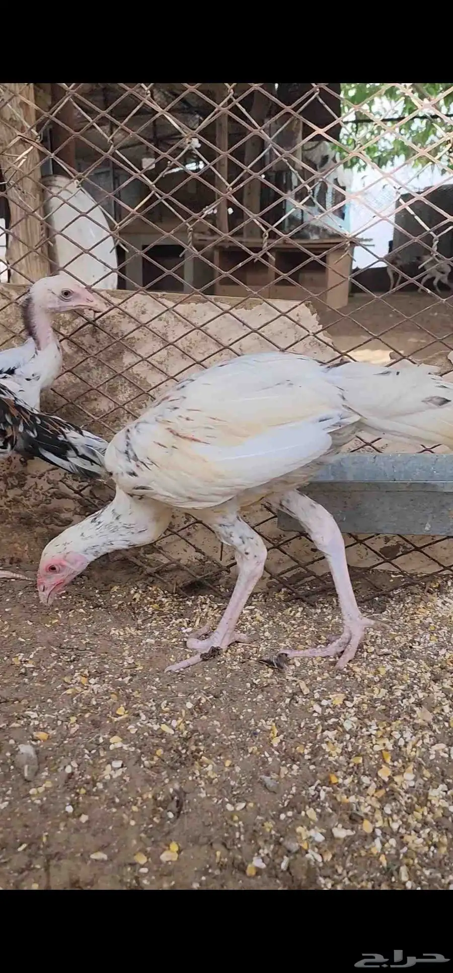 فروخ سندي 0
