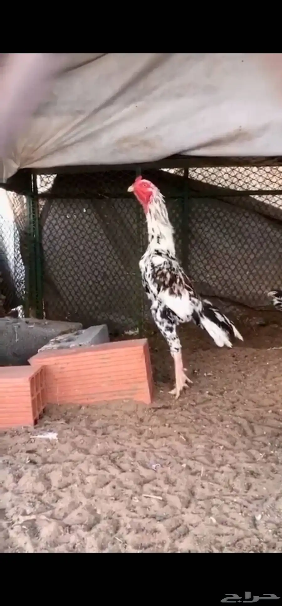 فروخ سندي 6