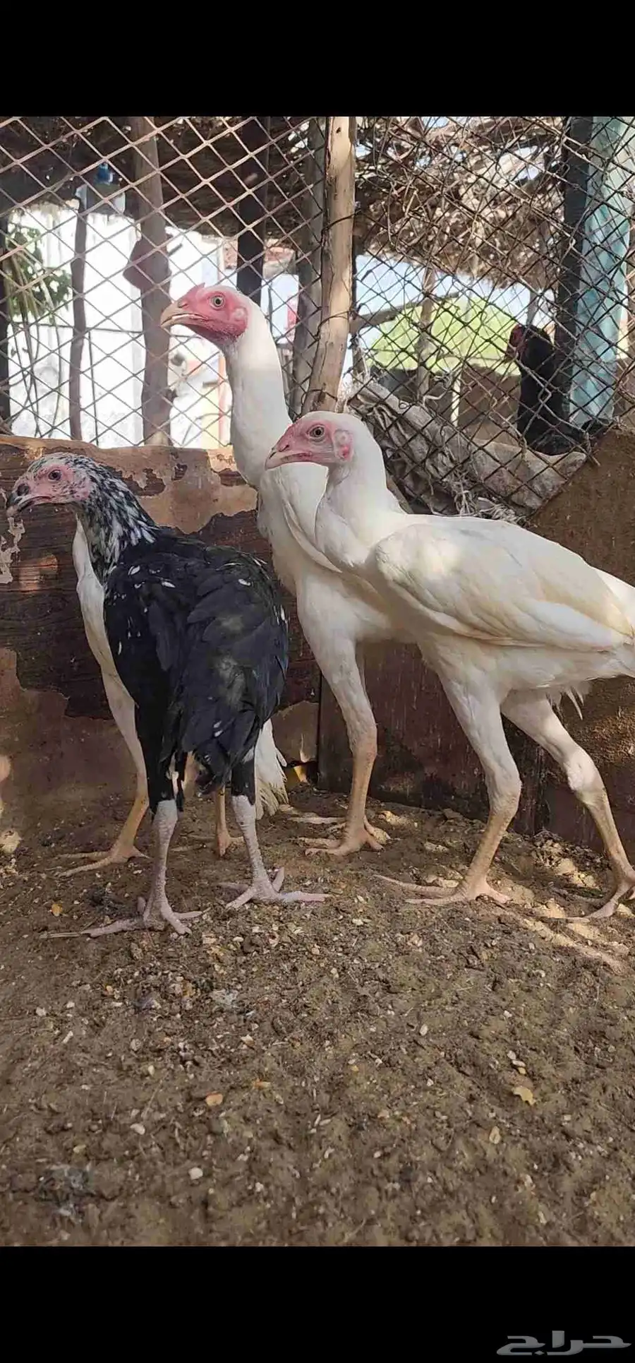 فروخ سندي 4