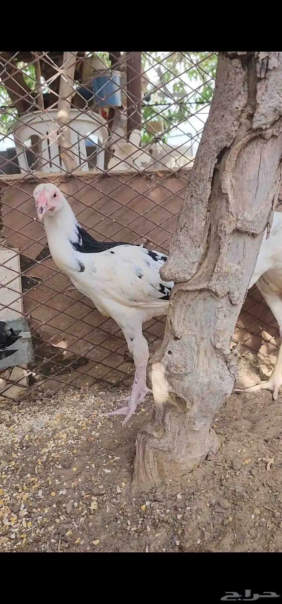 فروخ سندي 2