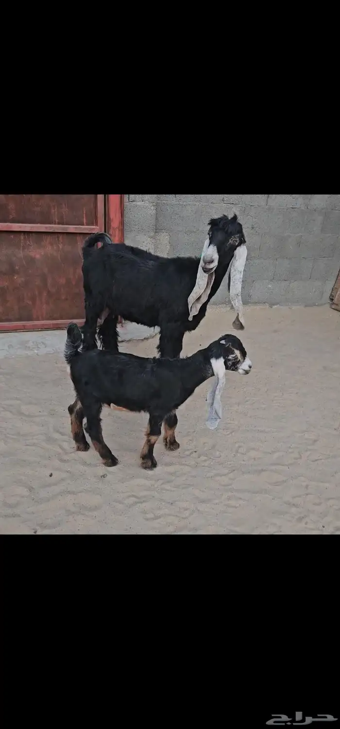 للبيع عنز عارضيه فاخره تحته تيس معرف بالخفجي 4