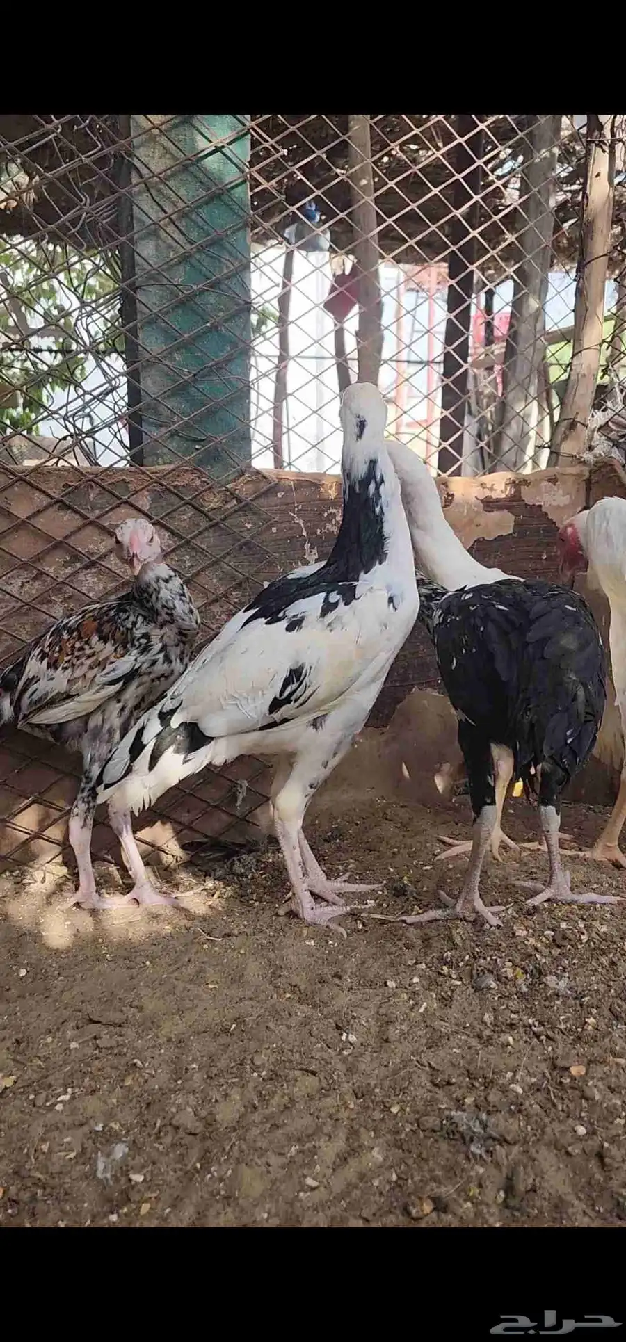 فروخ سندي 5