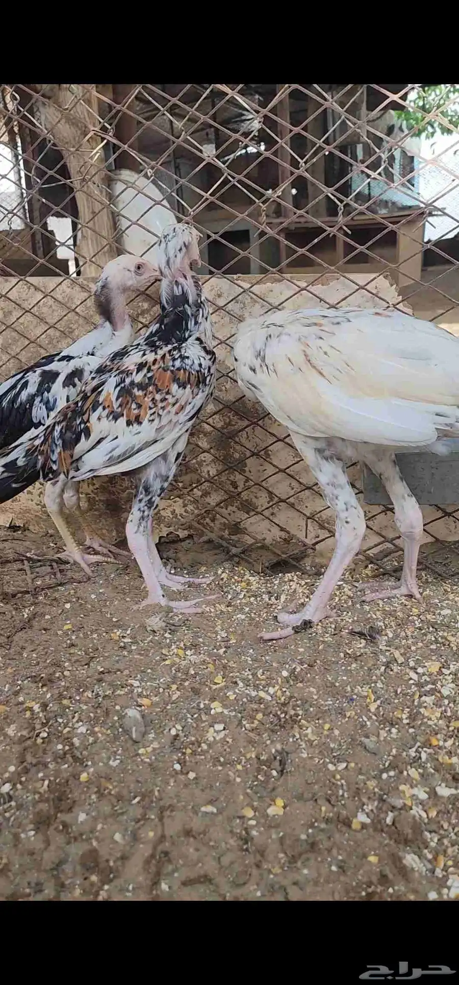 فروخ سندي 3