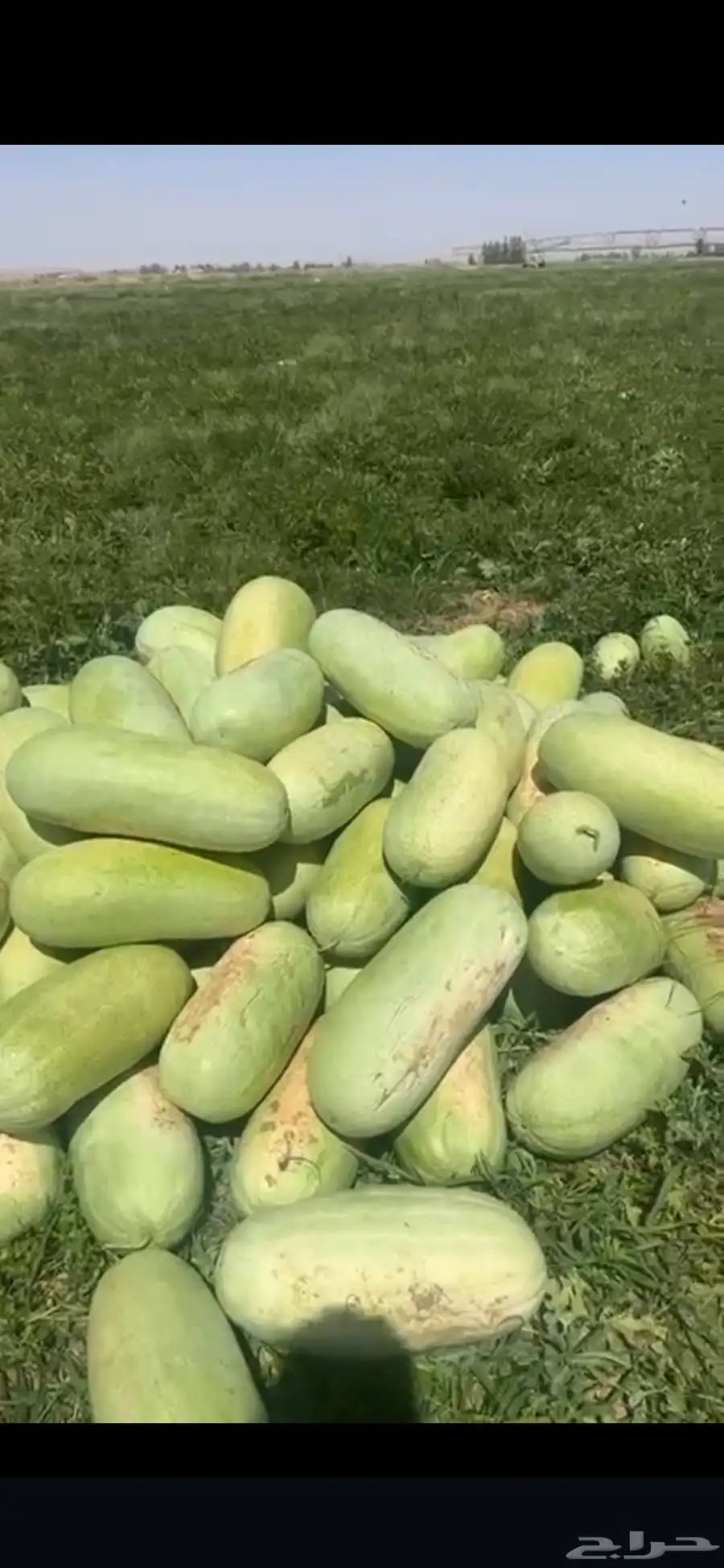 جح حبحب 0