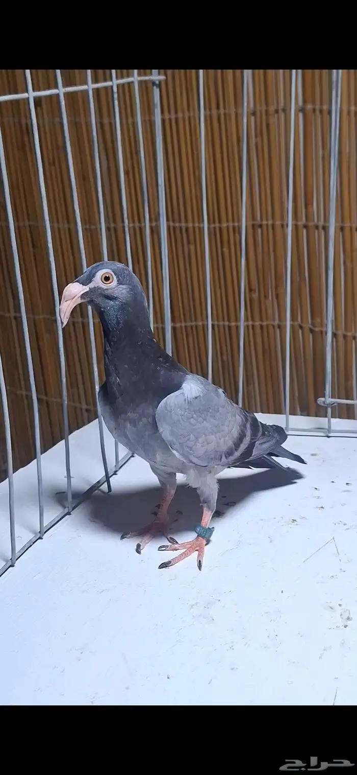 مراسيل 1