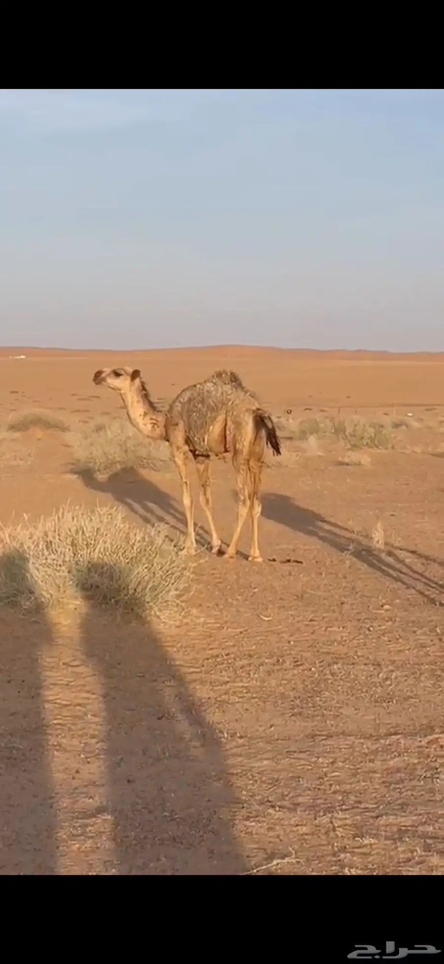 بكره شقحا للبيع 0