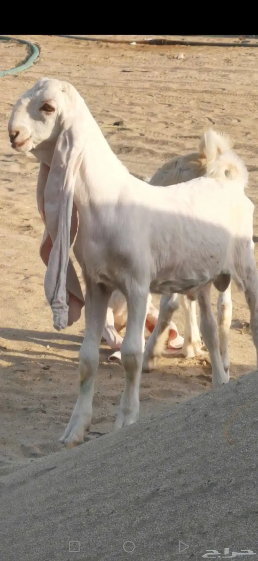 عرض فاخر طقم جفره _ وتيس حجازي أبيض أبرص 2