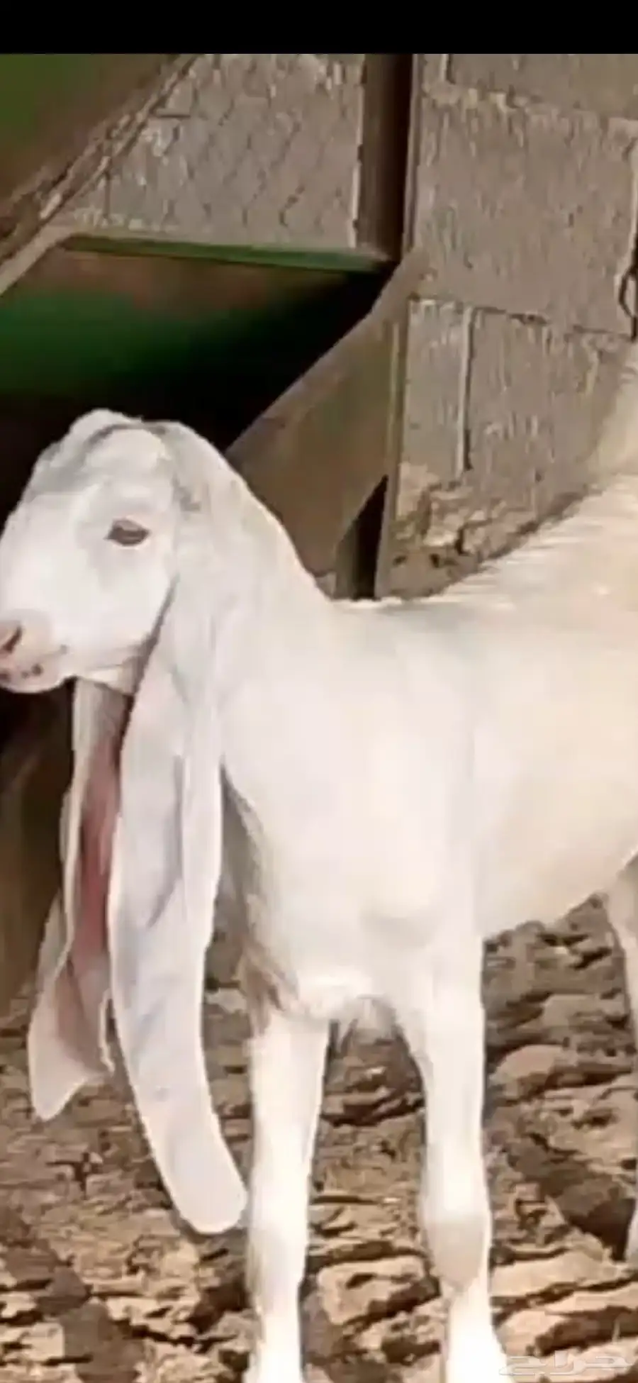 عرض فاخر طقم جفره _ وتيس حجازي أبيض أبرص 6