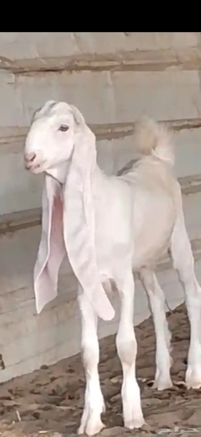 عرض فاخر طقم جفره _ وتيس حجازي أبيض أبرص 5