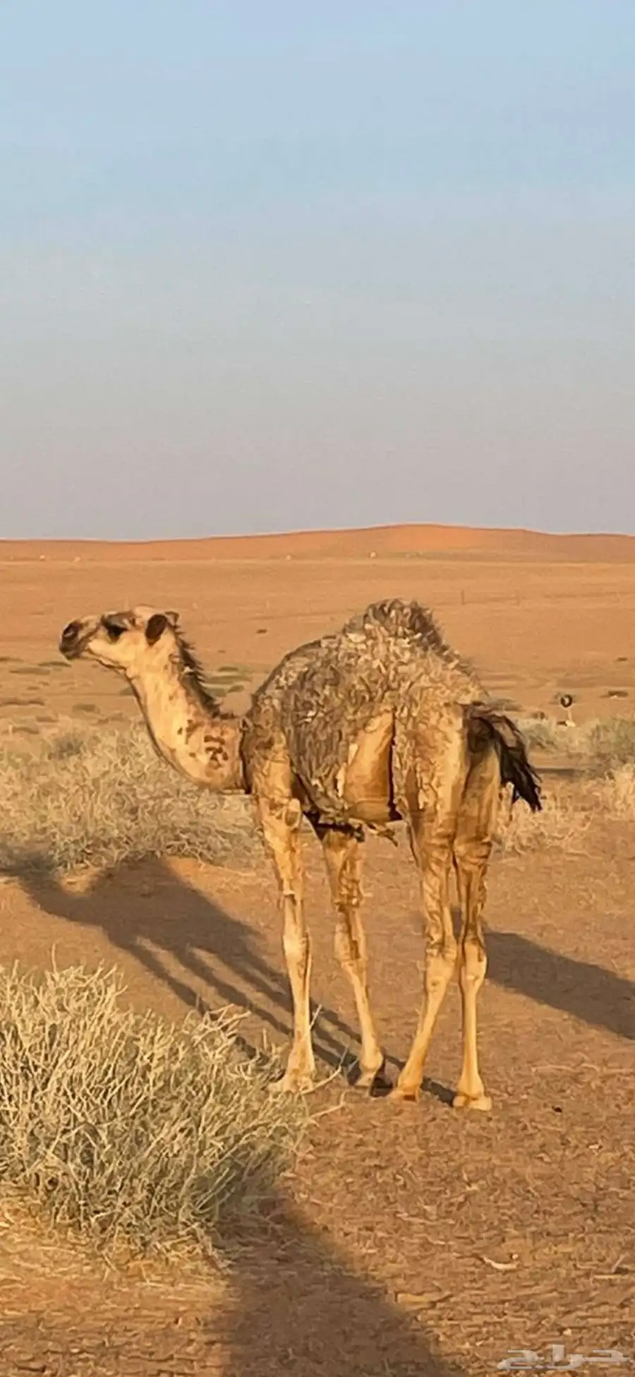 بكره شقحا للبيع 1
