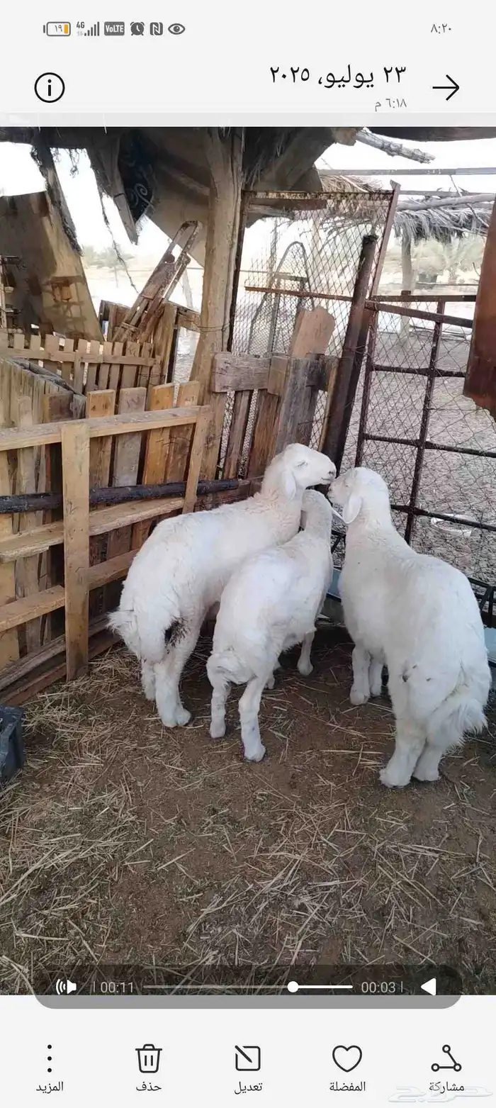 طليان 3 حول 3 شهور ظهورها طيبة ( تم البيع ) 0