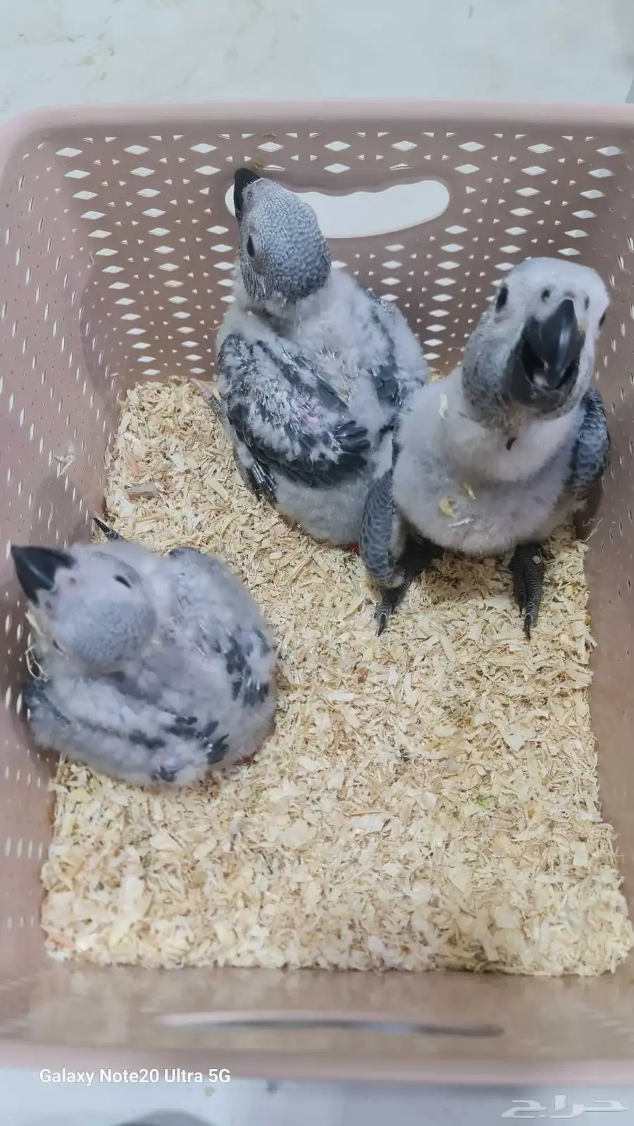 فروخ كاسكو للبيع 2