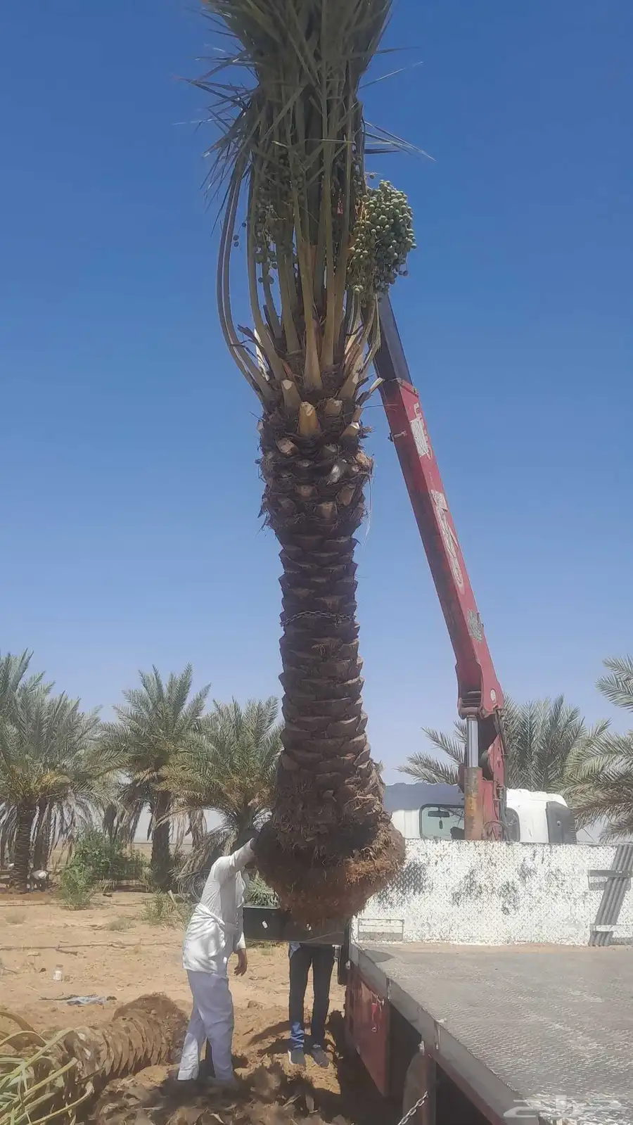 فسايل ونخيل بجميع انواعها 5