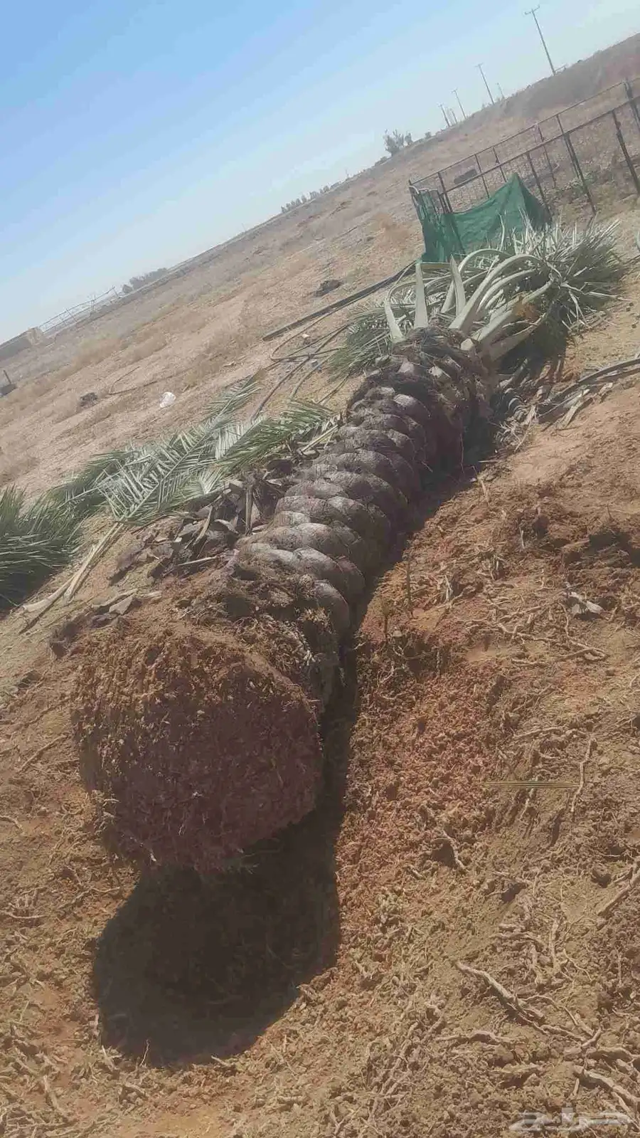 فسايل ونخيل بجميع انواعها 6