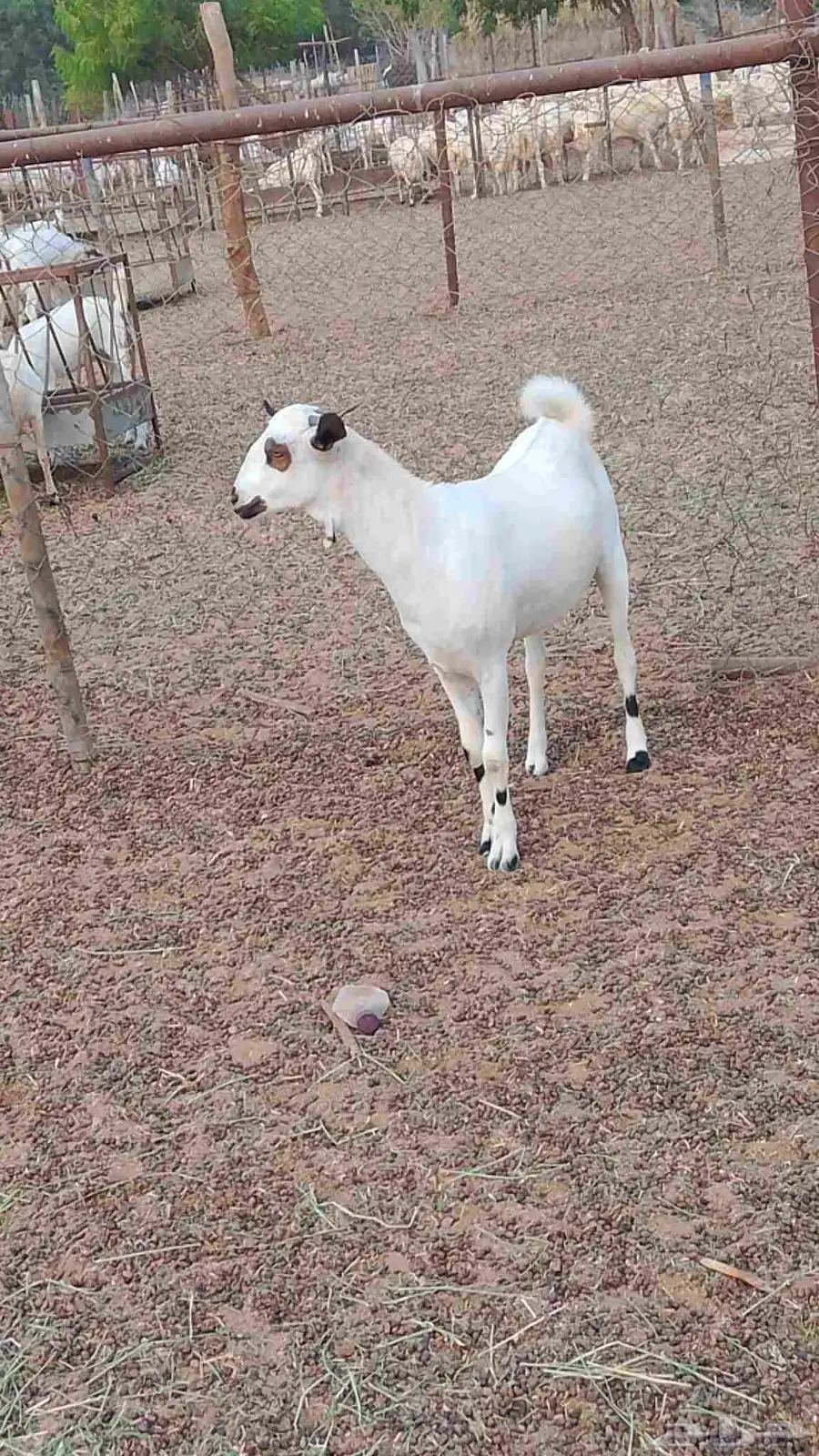 معنا جفار بلدي طيبه مزايين رقم واحد 2