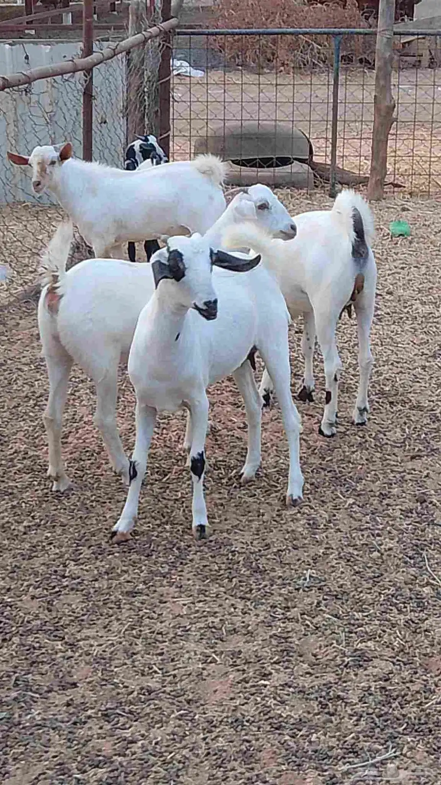 معنا جفار بلدي طيبه مزايين رقم واحد 8