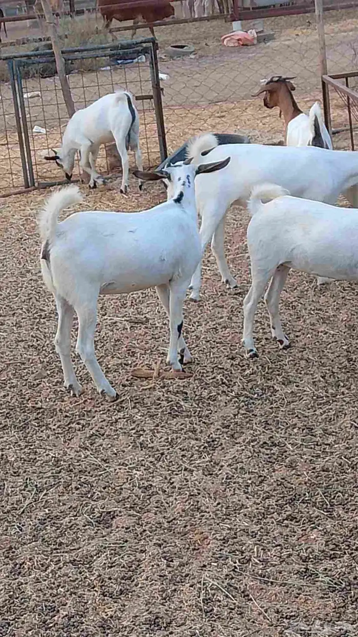 معنا جفار بلدي طيبه مزايين رقم واحد 9