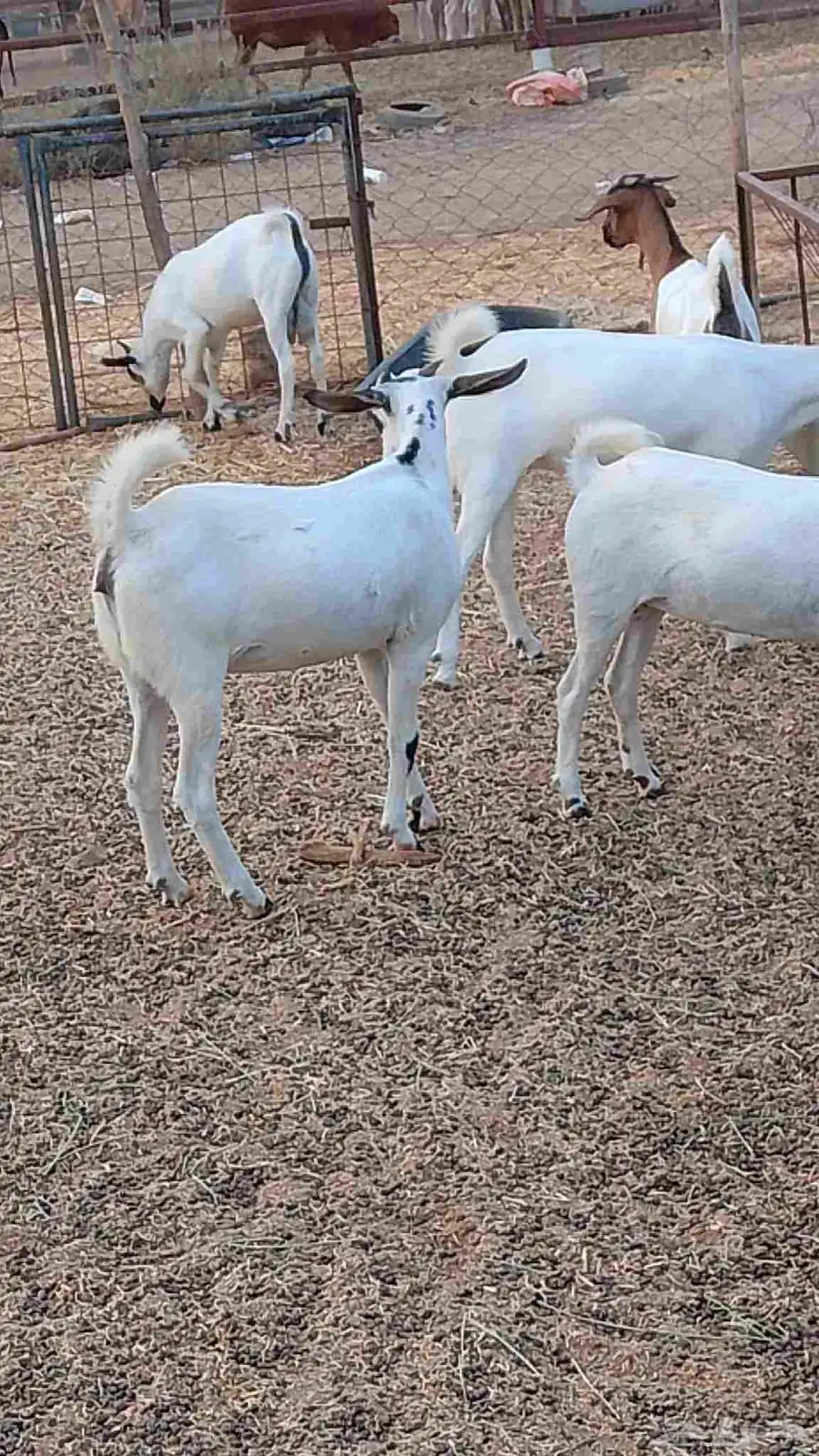 معنا جفار بلدي طيبه مزايين رقم واحد 9