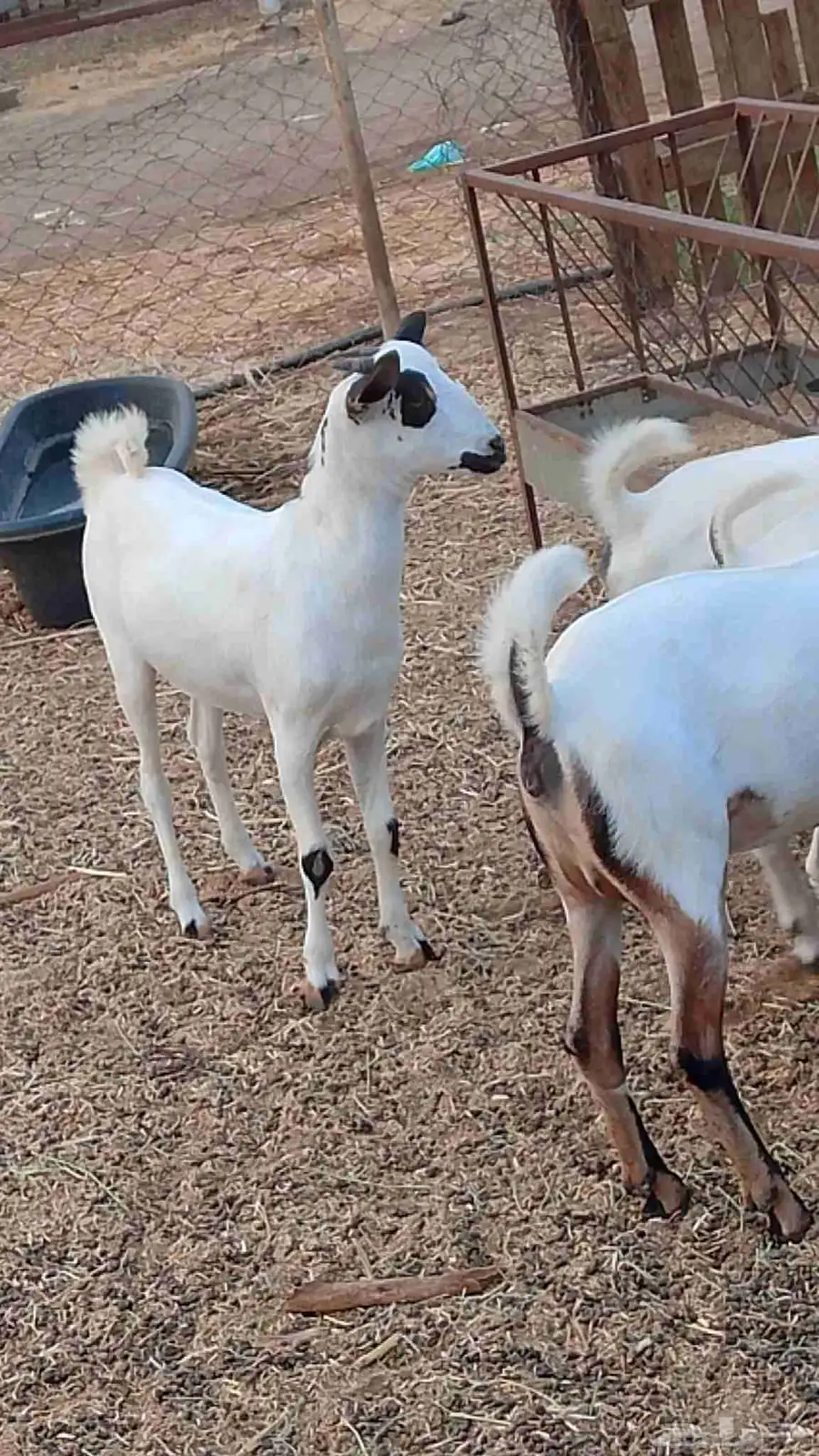 معنا جفار بلدي طيبه مزايين رقم واحد 7