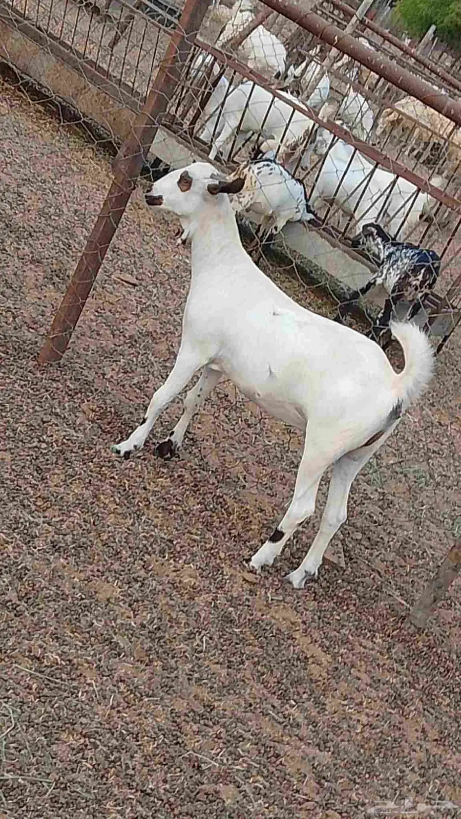 معنا جفار بلدي طيبه مزايين رقم واحد 1