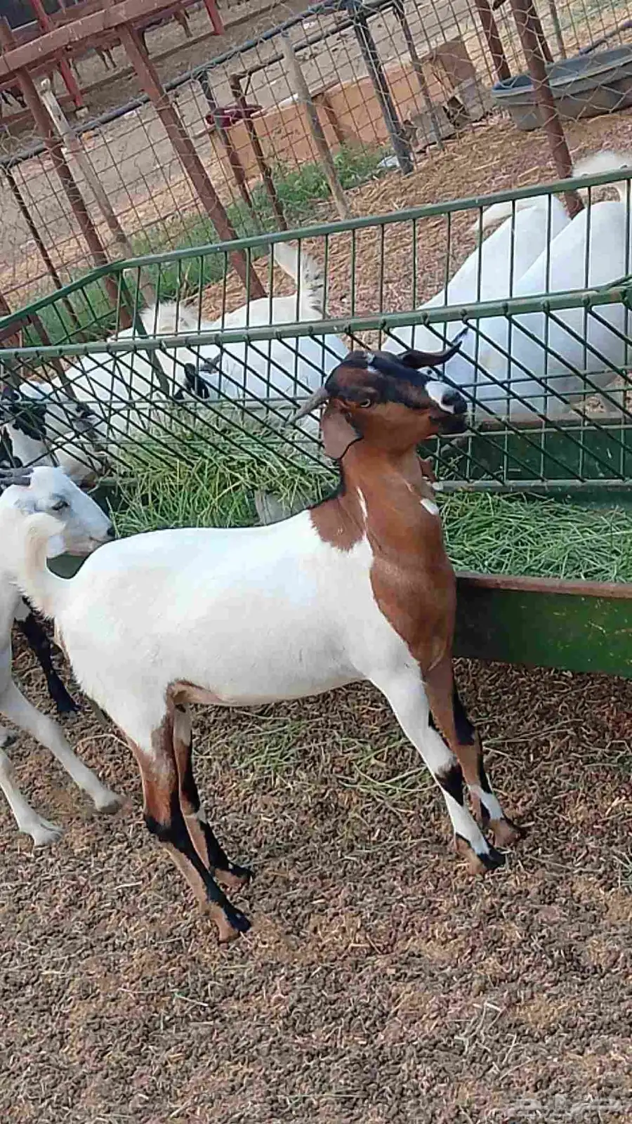 معنا جفار بلدي طيبه مزايين رقم واحد 5