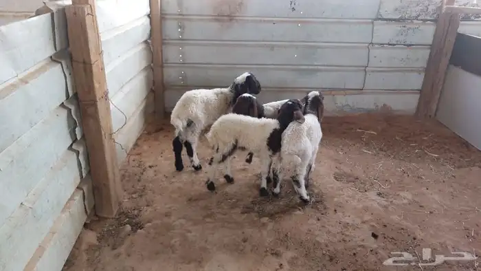 دواغير نعيم عرضين 4