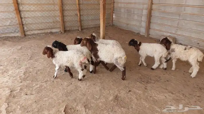 دواغير نعيم عرضين 15