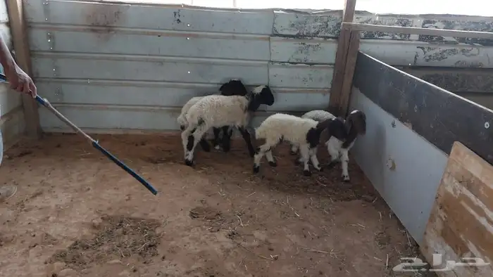 دواغير نعيم عرضين 1