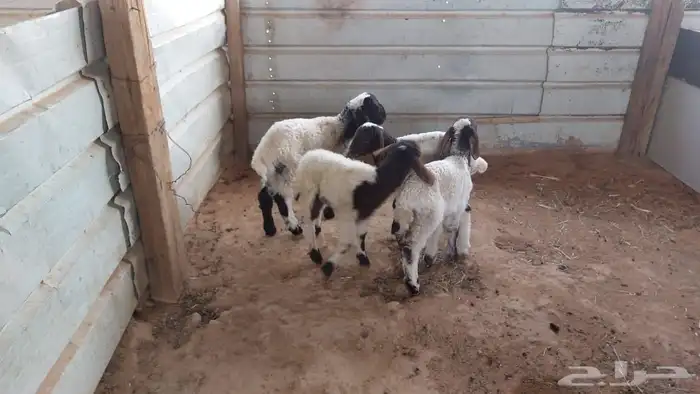 دواغير نعيم عرضين 2