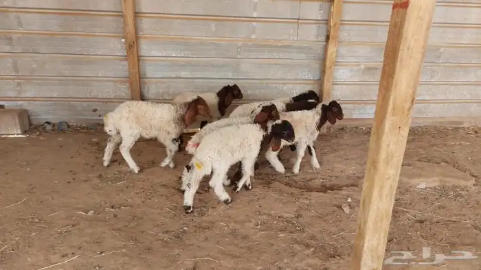 دواغير نعيم عرضين 7